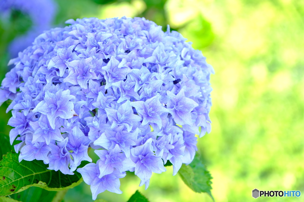 庭木　紫陽花