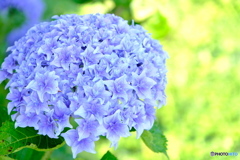 庭木　紫陽花