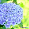 庭木　紫陽花