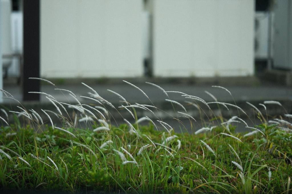 道端の草