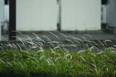 道端の草