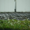 道端の草