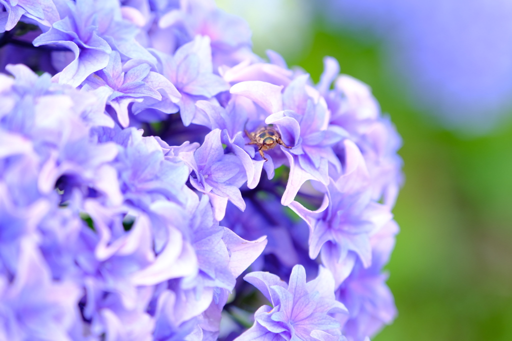 紫陽花②