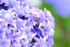 紫陽花②