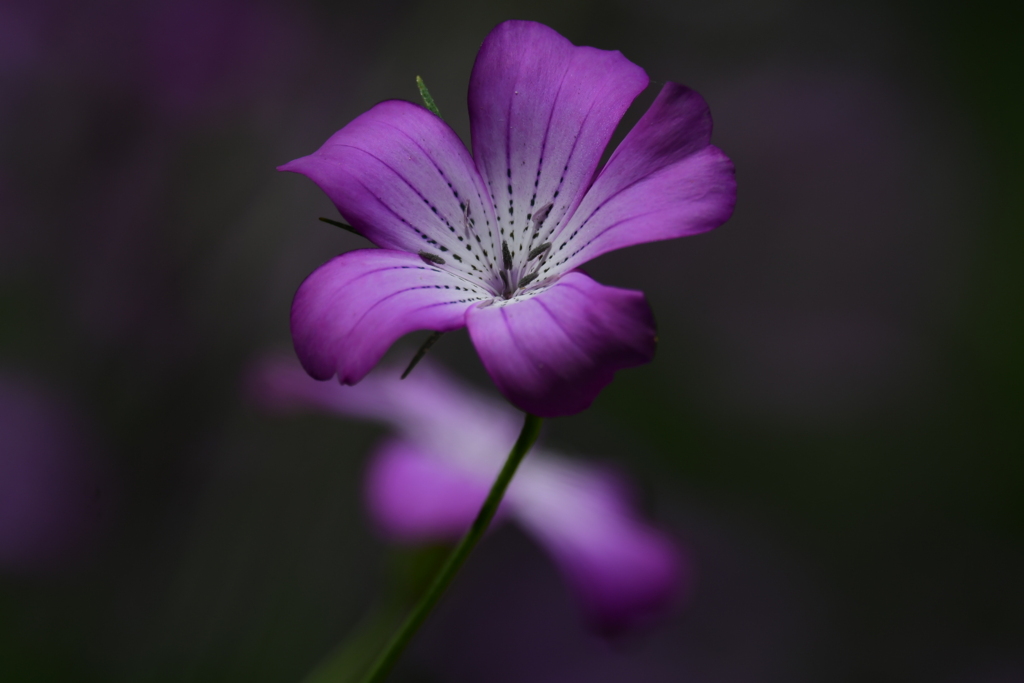 DSC_4804_1