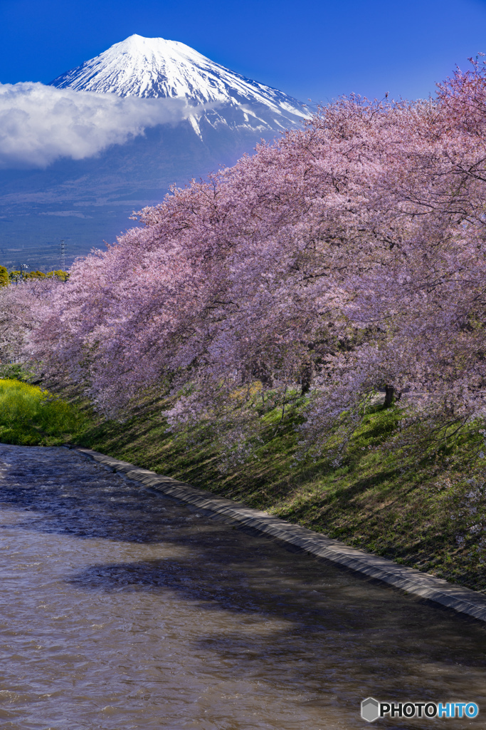 富士山と桜