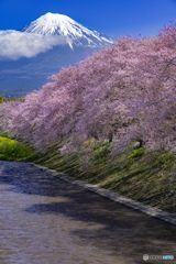 富士山と桜