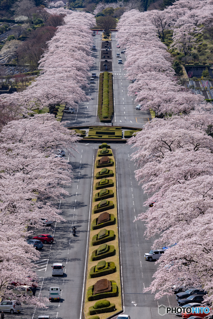 富士霊園の桜並木