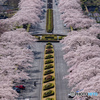 富士霊園の桜並木