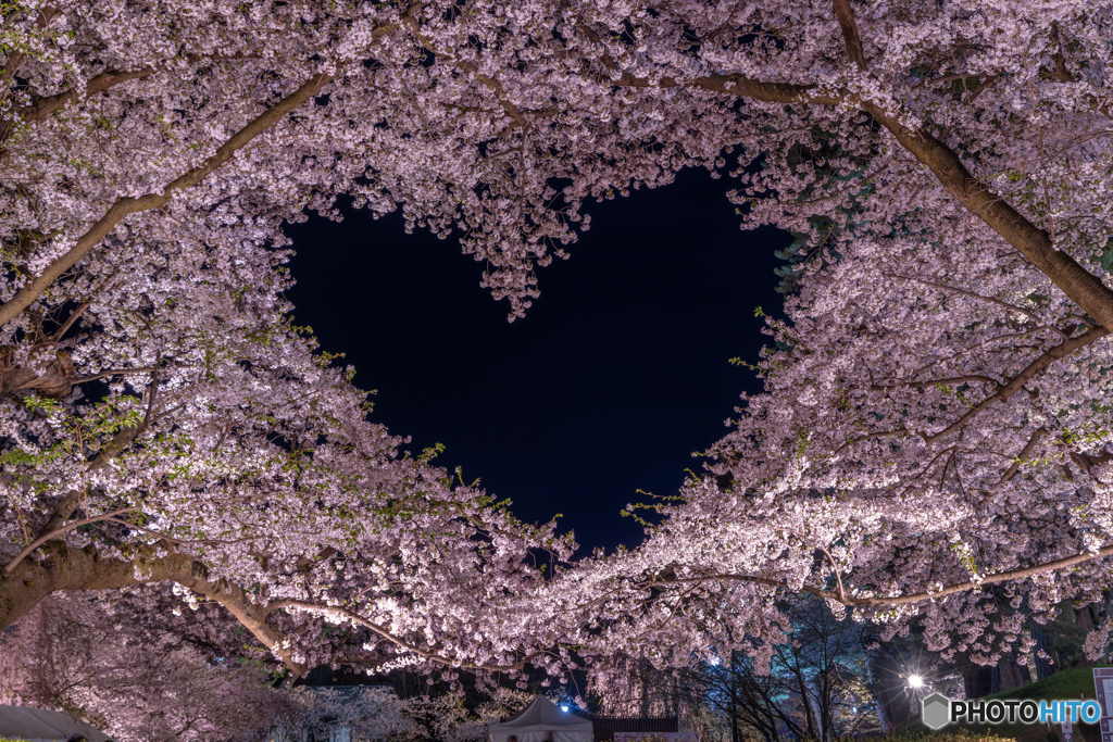 ハート桜