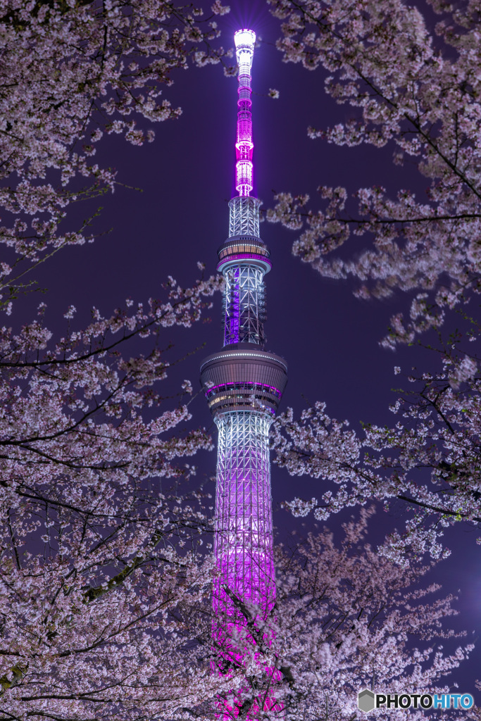 スカイツリーと桜