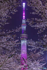 スカイツリーと桜