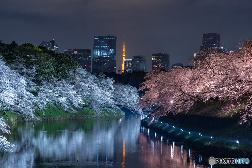 千鳥ヶ淵の夜桜