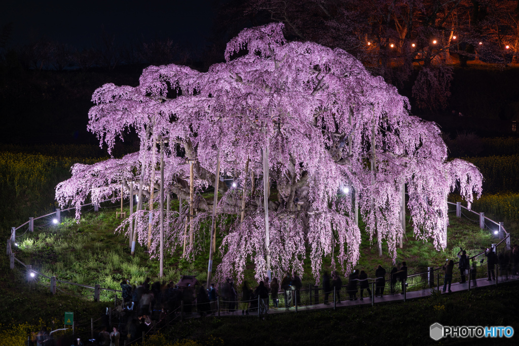 三春の滝桜