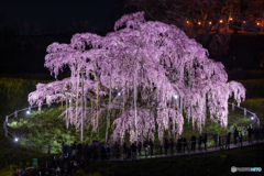 三春の滝桜