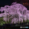 三春の滝桜