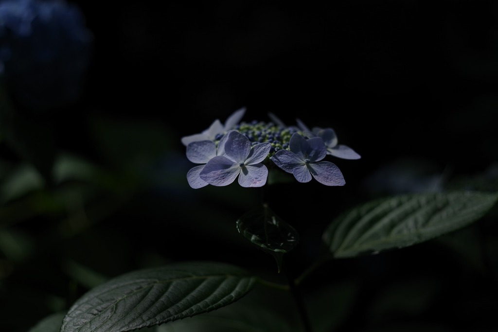 暗闇に浮かぶ紫陽花