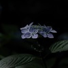暗闇に浮かぶ紫陽花