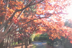 平岡樹芸センター−6