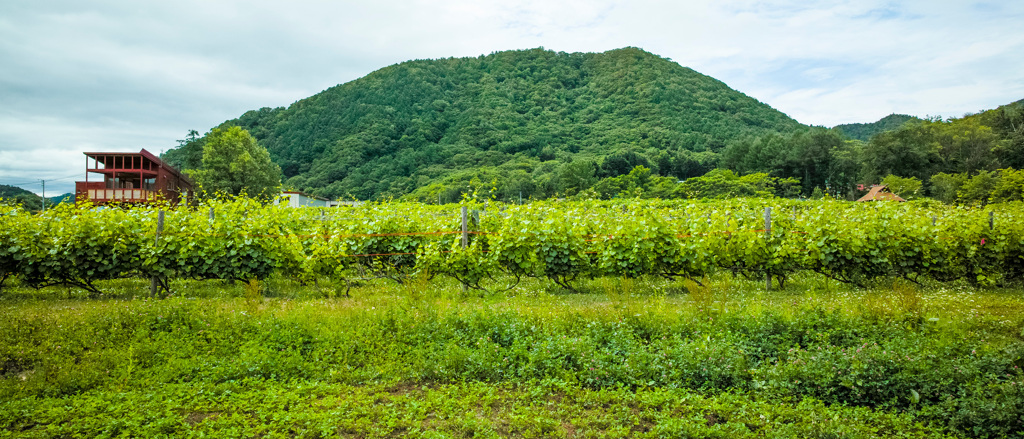 八剣山ワイナリー Hakkenzan Winery -2