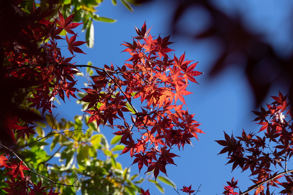 平岡樹芸センター-5