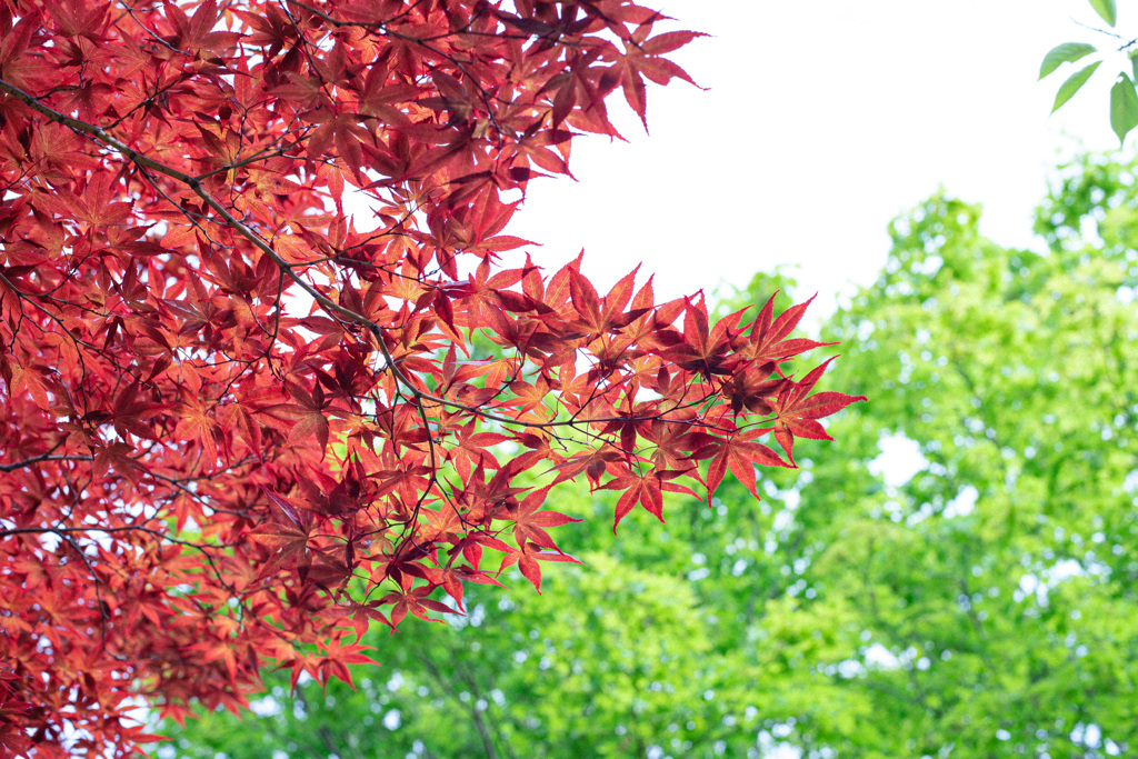 夏の紅葉