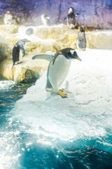 ペンギン