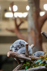 睡眠中