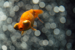 ファンタジック金魚