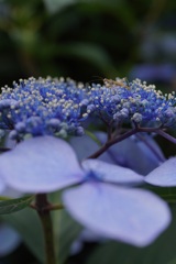 紫陽花の上にカマキリ