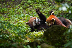 レッサーパンダ