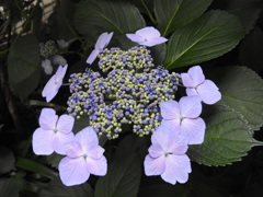 紫陽花➁