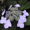 紫陽花➁