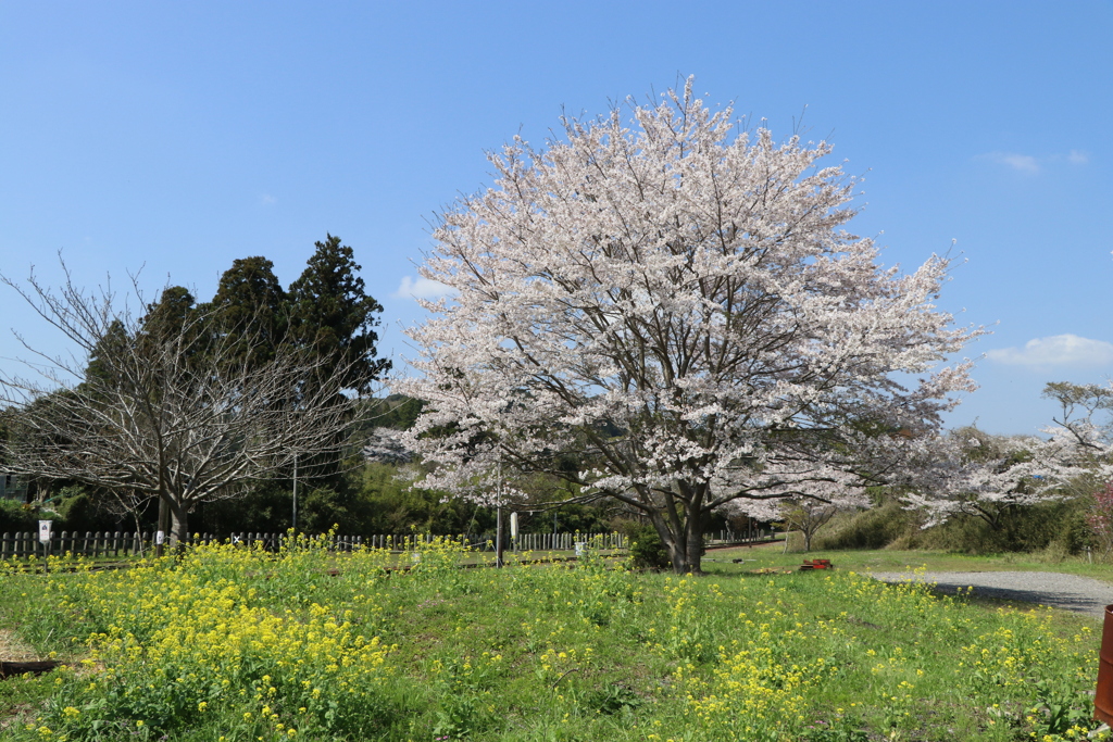 桜と菜の花