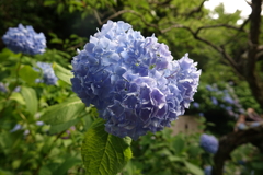 紫陽花➀