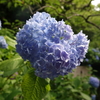 紫陽花➀