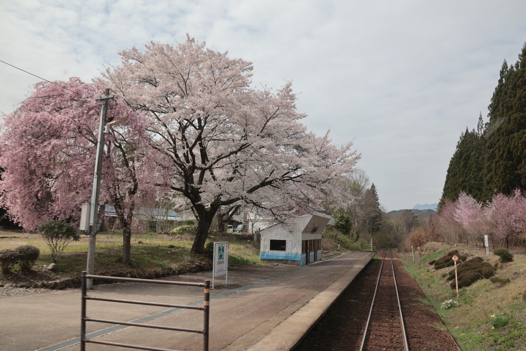 会津鉄道車内からの某駅の桜たち