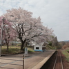 会津鉄道車内からの某駅の桜たち