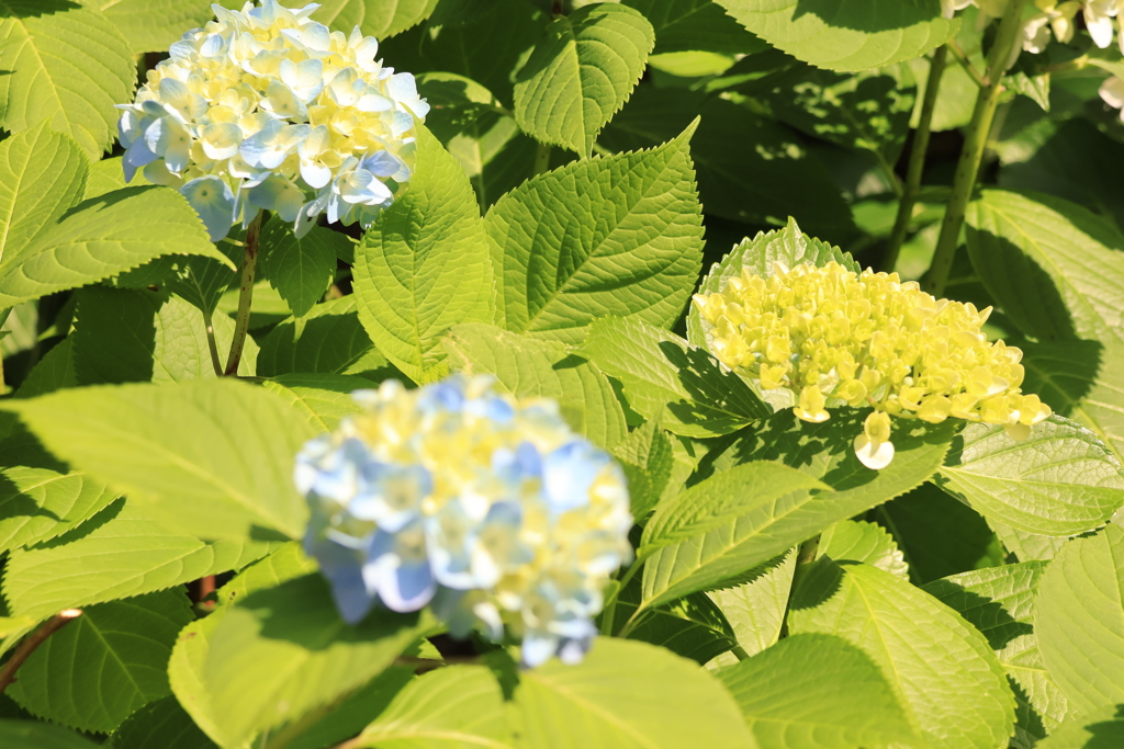 紫陽花➀