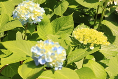 紫陽花➀