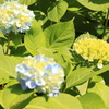紫陽花➀