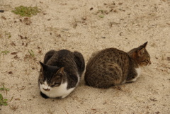 癒しの猫登場！！( ´艸｀)