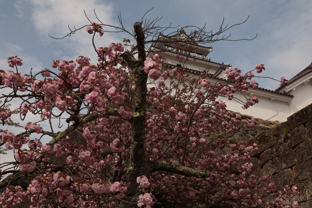 桃の花と鶴ヶ城