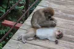 猿の毛づくろい！？