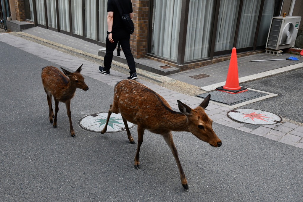 鹿の親子たち