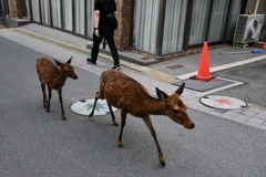 鹿の親子たち