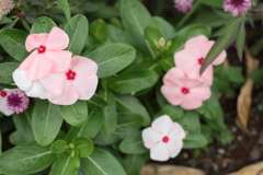 綺麗な花たち