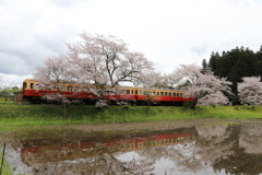 懐かしの飯給駅の桜と車両