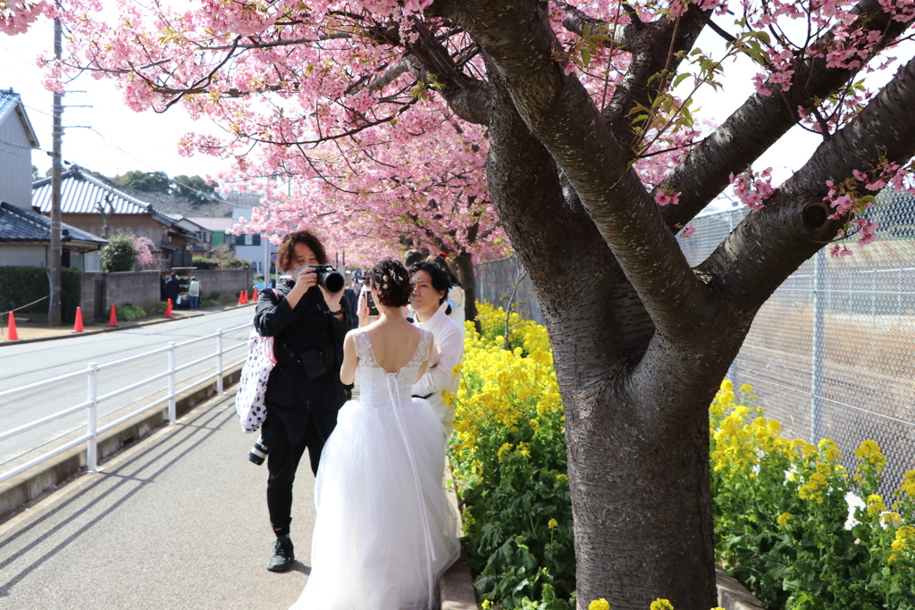 ウェディングドレスと河津桜