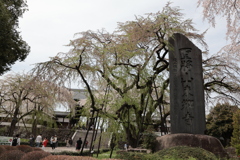 東郷寺の桜➀